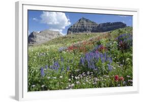 Sticky Aster and Indian Paintbrush, Mt. Timpanogas Wilderness Area-Howie Garber-Framed Photographic Print