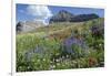 Sticky Aster and Indian Paintbrush, Mt. Timpanogas Wilderness Area-Howie Garber-Framed Photographic Print