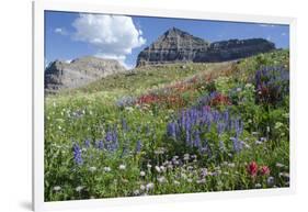 Sticky Aster and Indian Paintbrush, Mt. Timpanogas Wilderness Area-Howie Garber-Framed Photographic Print