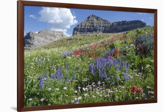 Sticky Aster and Indian Paintbrush, Mt. Timpanogas Wilderness Area-Howie Garber-Framed Photographic Print