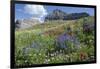 Sticky Aster and Indian Paintbrush, Mt. Timpanogas Wilderness Area-Howie Garber-Framed Photographic Print