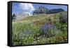 Sticky Aster and Indian Paintbrush, Mt. Timpanogas Wilderness Area-Howie Garber-Framed Stretched Canvas