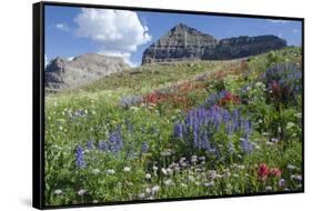 Sticky Aster and Indian Paintbrush, Mt. Timpanogas Wilderness Area-Howie Garber-Framed Stretched Canvas