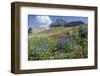 Sticky Aster and Indian Paintbrush, Mt. Timpanogas Wilderness Area-Howie Garber-Framed Photographic Print