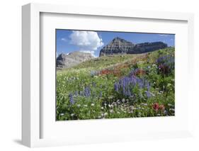 Sticky Aster and Indian Paintbrush, Mt. Timpanogas Wilderness Area-Howie Garber-Framed Photographic Print