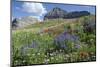 Sticky Aster and Indian Paintbrush, Mt. Timpanogas Wilderness Area-Howie Garber-Mounted Photographic Print