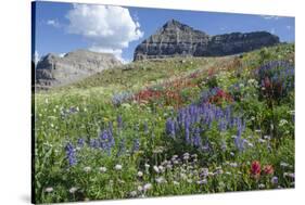 Sticky Aster and Indian Paintbrush, Mt. Timpanogas Wilderness Area-Howie Garber-Stretched Canvas