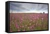 Sticky Catchfly (Silene Viscaria) in Flower Meadow, Lithuania, June 2009-Hamblin-Framed Stretched Canvas