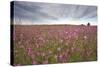 Sticky Catchfly (Silene Viscaria) in Flower Meadow, Lithuania, June 2009-Hamblin-Stretched Canvas