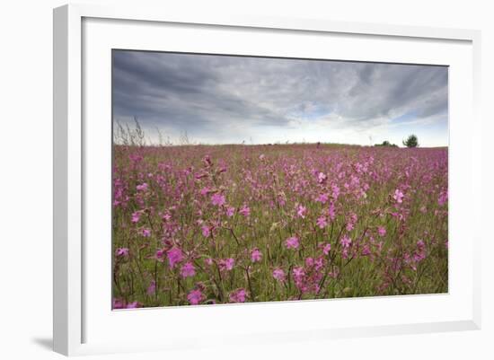 Sticky Catchfly (Silene Viscaria) in Flower Meadow, Lithuania, June 2009-Hamblin-Framed Photographic Print