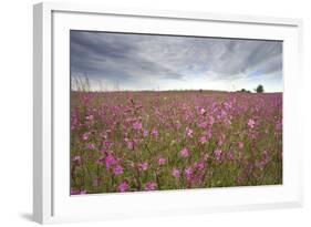Sticky Catchfly (Silene Viscaria) in Flower Meadow, Lithuania, June 2009-Hamblin-Framed Photographic Print