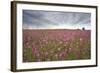 Sticky Catchfly (Silene Viscaria) in Flower Meadow, Lithuania, June 2009-Hamblin-Framed Photographic Print