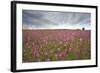 Sticky Catchfly (Silene Viscaria) in Flower Meadow, Lithuania, June 2009-Hamblin-Framed Photographic Print