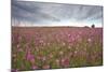 Sticky Catchfly (Silene Viscaria) in Flower Meadow, Lithuania, June 2009-Hamblin-Mounted Photographic Print