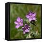 Sticky geranium, Sheepeater Cliff, Yellowstone National Park, Wyoming, USA-Roddy Scheer-Framed Stretched Canvas