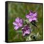 Sticky geranium, Sheepeater Cliff, Yellowstone National Park, Wyoming, USA-Roddy Scheer-Framed Stretched Canvas