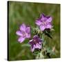 Sticky geranium, Sheepeater Cliff, Yellowstone National Park, Wyoming, USA-Roddy Scheer-Stretched Canvas