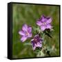 Sticky geranium, Sheepeater Cliff, Yellowstone National Park, Wyoming, USA-Roddy Scheer-Framed Stretched Canvas