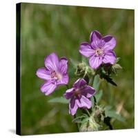 Sticky geranium, Sheepeater Cliff, Yellowstone National Park, Wyoming, USA-Roddy Scheer-Stretched Canvas