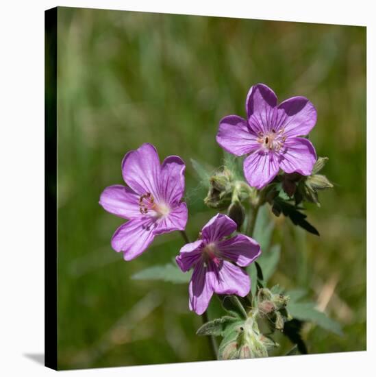 Sticky geranium, Sheepeater Cliff, Yellowstone National Park, Wyoming, USA-Roddy Scheer-Stretched Canvas