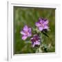 Sticky geranium, Sheepeater Cliff, Yellowstone National Park, Wyoming, USA-Roddy Scheer-Framed Photographic Print