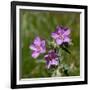 Sticky geranium, Sheepeater Cliff, Yellowstone National Park, Wyoming, USA-Roddy Scheer-Framed Photographic Print