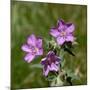 Sticky geranium, Sheepeater Cliff, Yellowstone National Park, Wyoming, USA-Roddy Scheer-Mounted Photographic Print