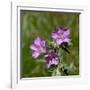 Sticky geranium, Sheepeater Cliff, Yellowstone National Park, Wyoming, USA-Roddy Scheer-Framed Photographic Print