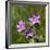 Sticky geranium, Sheepeater Cliff, Yellowstone National Park, Wyoming, USA-Roddy Scheer-Framed Photographic Print