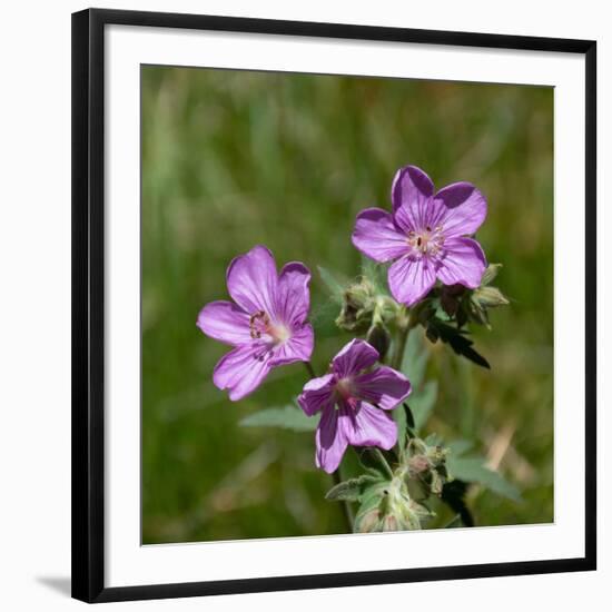 Sticky geranium, Sheepeater Cliff, Yellowstone National Park, Wyoming, USA-Roddy Scheer-Framed Photographic Print