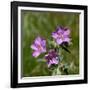 Sticky geranium, Sheepeater Cliff, Yellowstone National Park, Wyoming, USA-Roddy Scheer-Framed Photographic Print