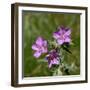 Sticky geranium, Sheepeater Cliff, Yellowstone National Park, Wyoming, USA-Roddy Scheer-Framed Photographic Print