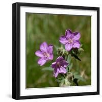 Sticky geranium, Sheepeater Cliff, Yellowstone National Park, Wyoming, USA-Roddy Scheer-Framed Photographic Print