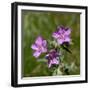 Sticky geranium, Sheepeater Cliff, Yellowstone National Park, Wyoming, USA-Roddy Scheer-Framed Photographic Print
