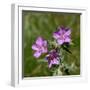 Sticky geranium, Sheepeater Cliff, Yellowstone National Park, Wyoming, USA-Roddy Scheer-Framed Photographic Print