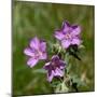 Sticky geranium, Sheepeater Cliff, Yellowstone National Park, Wyoming, USA-Roddy Scheer-Mounted Photographic Print