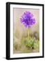 Sticky primrose Nordtirol, Austrian Alps-Alex Hyde-Framed Photographic Print