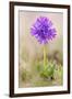 Sticky primrose Nordtirol, Austrian Alps-Alex Hyde-Framed Photographic Print