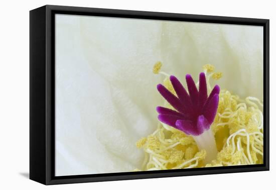 Stigma and Anthers of Cactus Flower (Notocactus Crassigibbus)-Chris Mattison-Framed Stretched Canvas