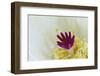 Stigma and Anthers of Cactus Flower (Notocactus Crassigibbus)-Chris Mattison-Framed Photographic Print