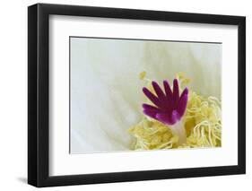 Stigma and Anthers of Cactus Flower (Notocactus Crassigibbus)-Chris Mattison-Framed Photographic Print