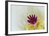 Stigma and Anthers of Cactus Flower (Notocactus Crassigibbus)-Chris Mattison-Framed Photographic Print