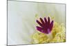 Stigma and Anthers of Cactus Flower (Notocactus Crassigibbus)-Chris Mattison-Mounted Photographic Print