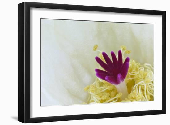 Stigma and Anthers of Cactus Flower (Notocactus Crassigibbus)-Chris Mattison-Framed Photographic Print