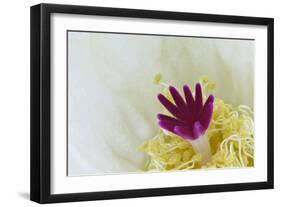 Stigma and Anthers of Cactus Flower (Notocactus Crassigibbus)-Chris Mattison-Framed Photographic Print