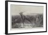 Still as Death-John Trivett Nettleship-Framed Giclee Print