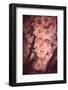 Still in Love-Philippe Sainte-Laudy-Framed Photographic Print
