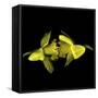 Still Kissing - Daffodils-Magda Indigo-Framed Stretched Canvas