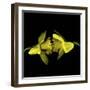 Still Kissing - Daffodils-Magda Indigo-Framed Photographic Print