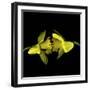 Still Kissing - Daffodils-Magda Indigo-Framed Photographic Print